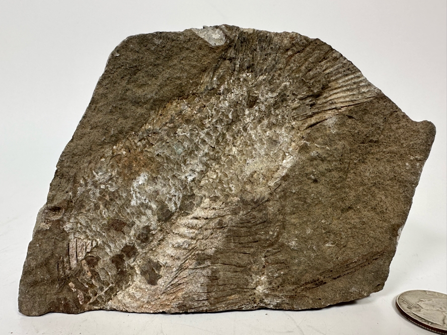 Fossilized Fish 5W X 2D X 3H [Photo 2]