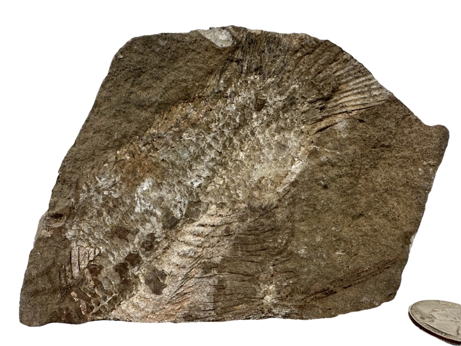 Fossilized Fish 5W X 2D X 3H [Photo 1]