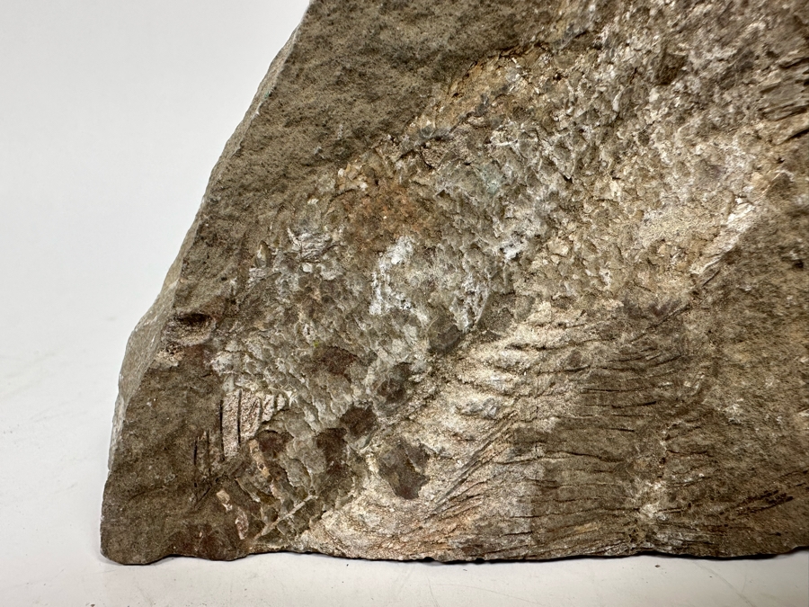 Fossilized Fish 5W X 2D X 3H [Photo 4]