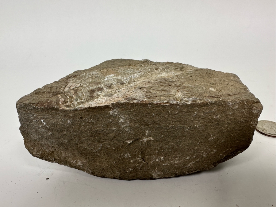 Fossilized Fish 5W X 2D X 3H [Photo 8]
