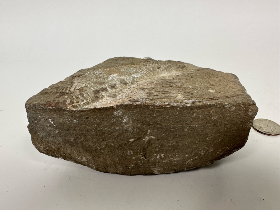 Fossilized Fish 5W X 2D X 3H [Photo 9]