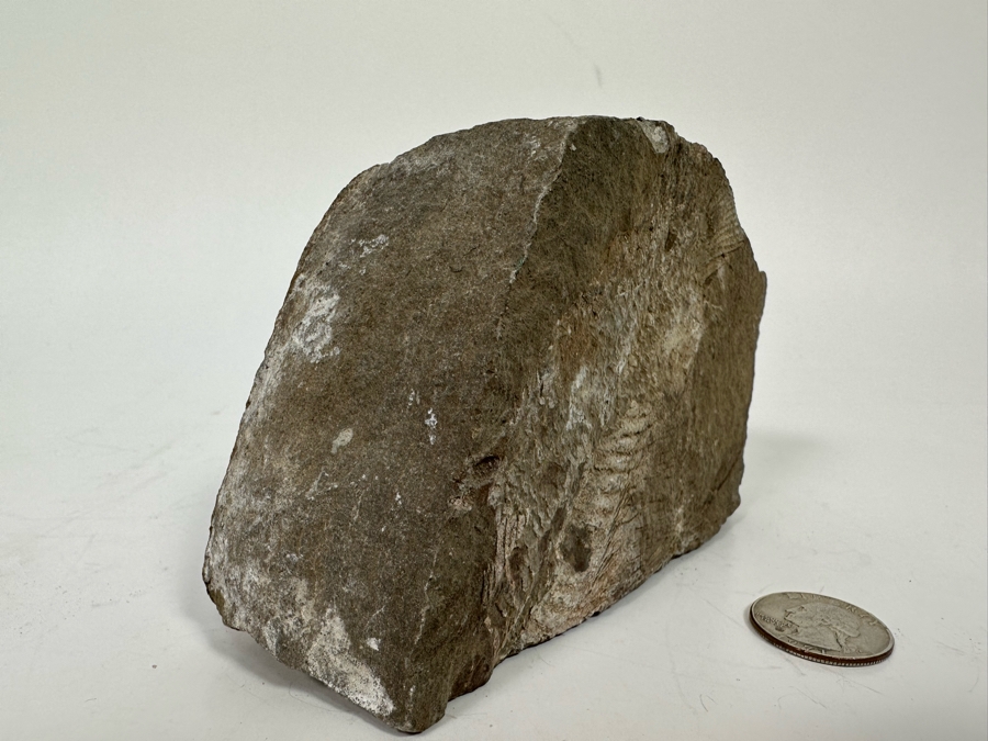 Fossilized Fish 5W X 2D X 3H [Photo 6]