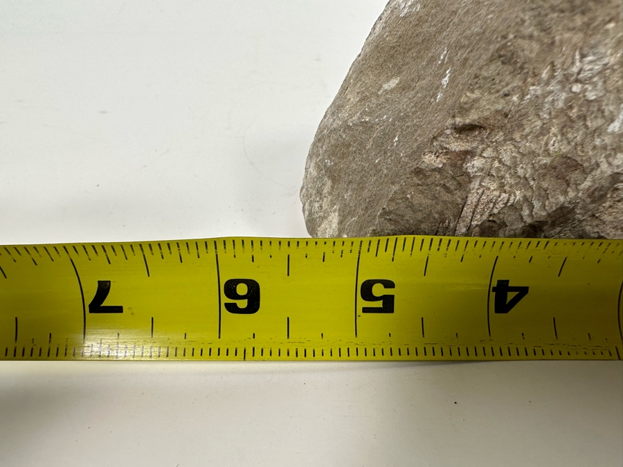 Fossilized Fish 5W X 2D X 3H [Photo 10]