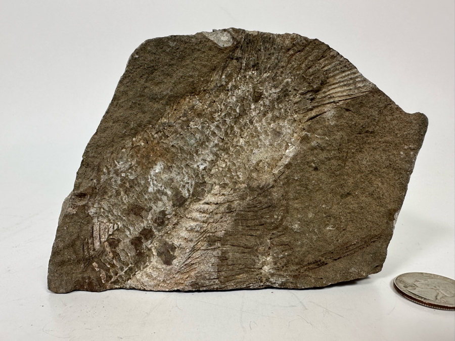 Fossilized Fish 5W X 2D X 3H [Photo 3]