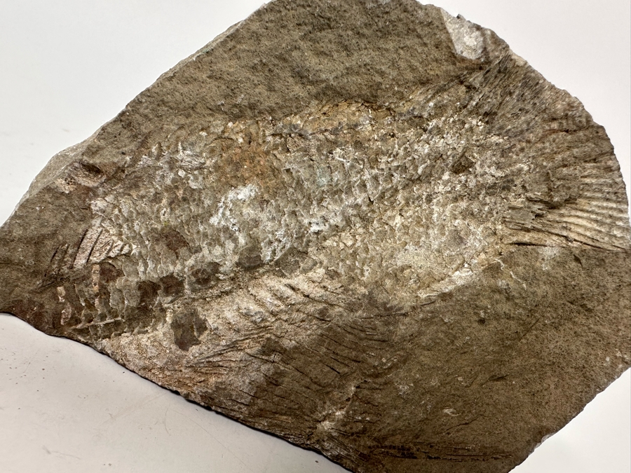 Fossilized Fish 5W X 2D X 3H