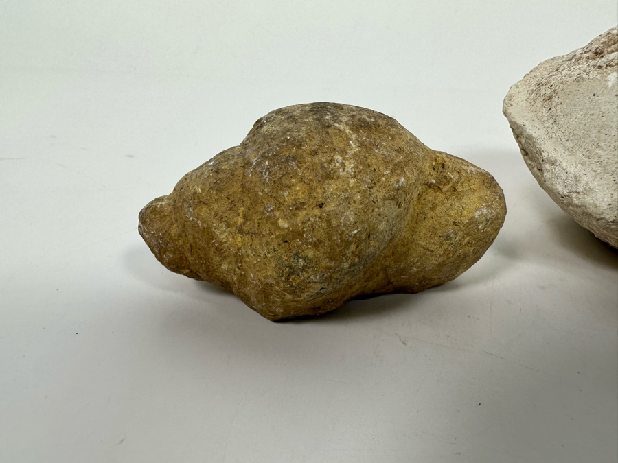 Fossilized Shells And Clam [Photo 6]