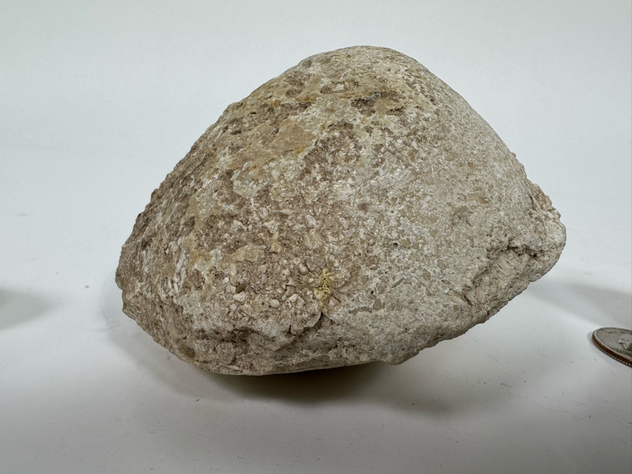 Fossilized Shells And Clam [Photo 10]