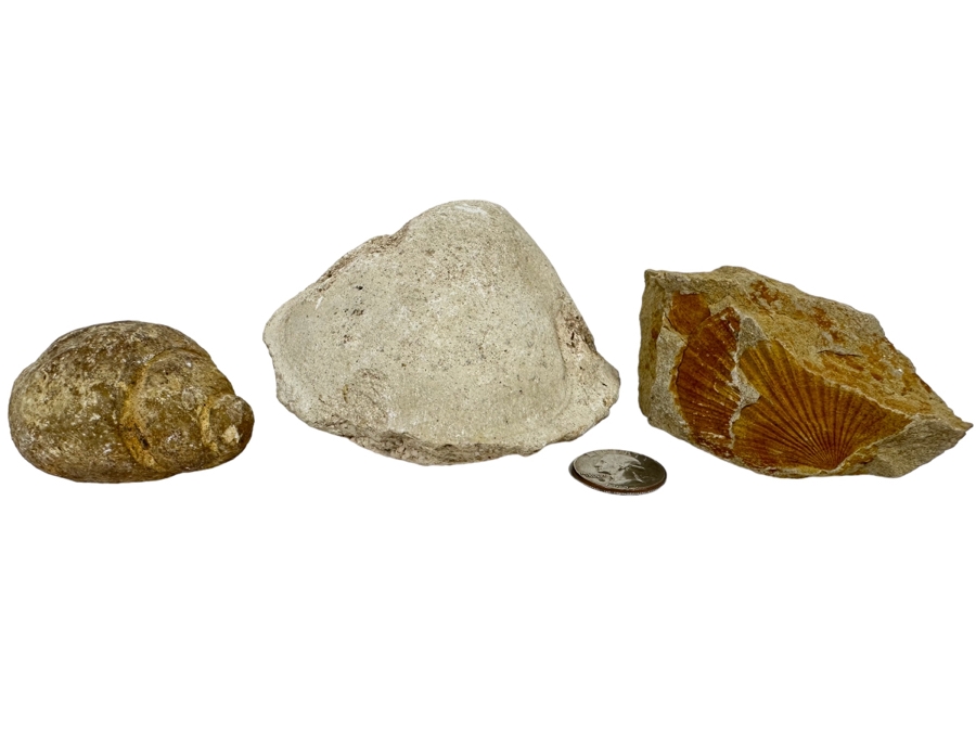 Fossilized Shells And Clam