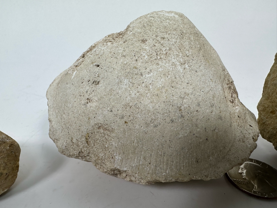 Fossilized Shells And Clam [Photo 8]