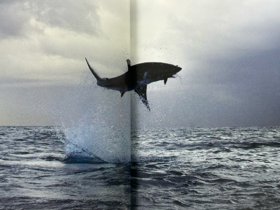 Great White The Majesty Of Sharks By Chris Fallows Hardcover Book Retails $50 [Photo 7]