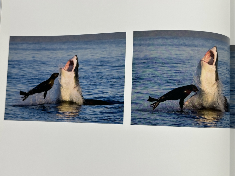 Great White The Majesty Of Sharks By Chris Fallows Hardcover Book Retails $50 [Photo 6]