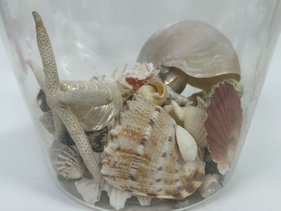 Collection Of Organic Seashells In Clear Plastic Pot [Photo 7]