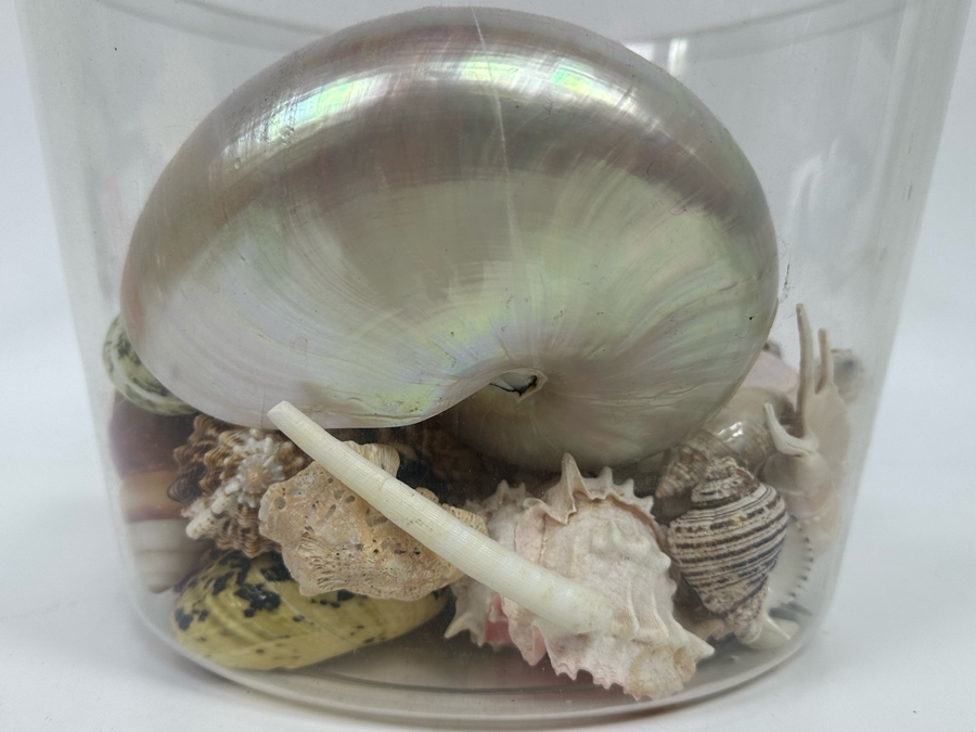 Collection Of Organic Seashells In Clear Plastic Pot [Photo 11]