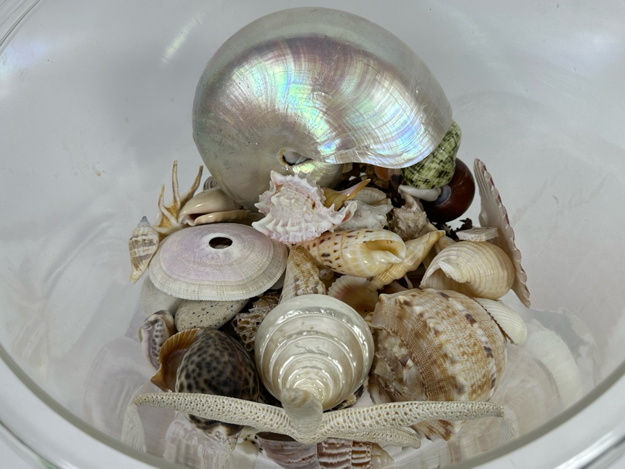 Collection Of Organic Seashells In Clear Plastic Pot [Photo 1]