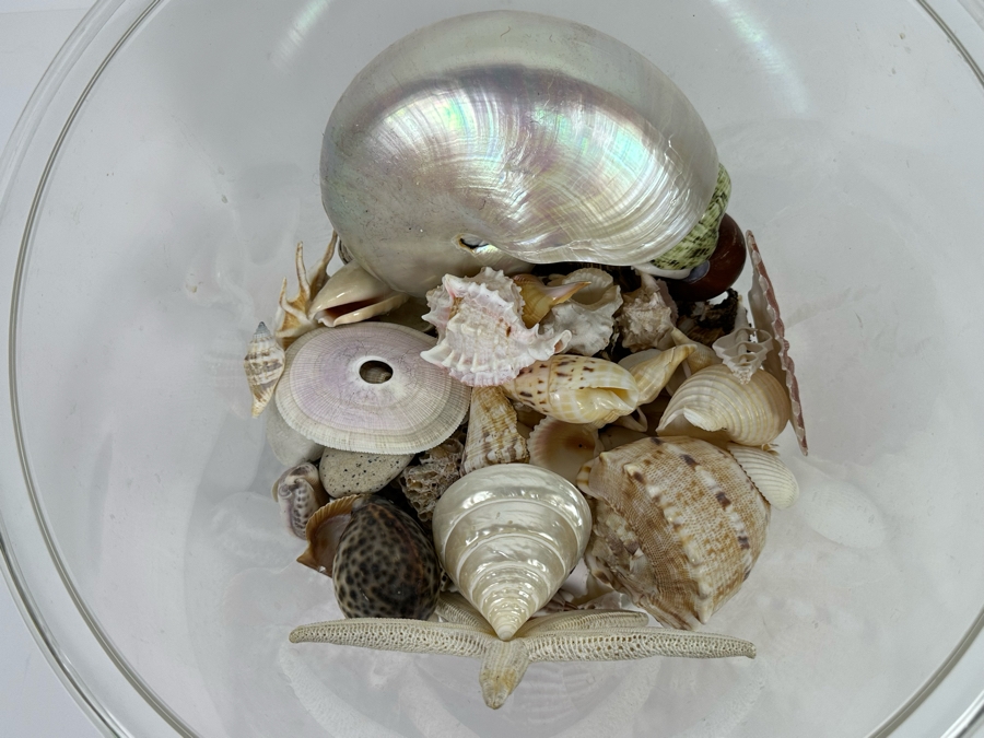 Collection Of Organic Seashells In Clear Plastic Pot [Photo 2]