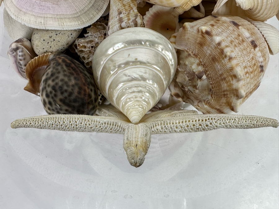 Collection Of Organic Seashells In Clear Plastic Pot [Photo 5]