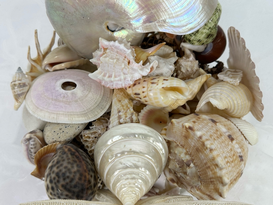 Collection Of Organic Seashells In Clear Plastic Pot [Photo 4]