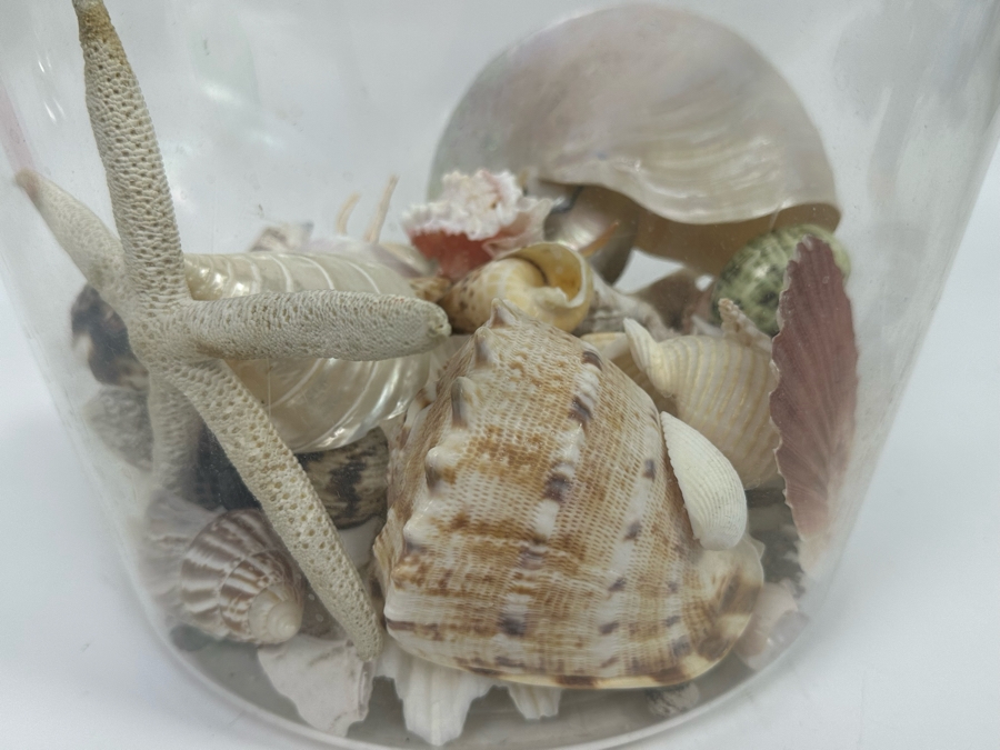 Collection Of Organic Seashells In Clear Plastic Pot [Photo 8]