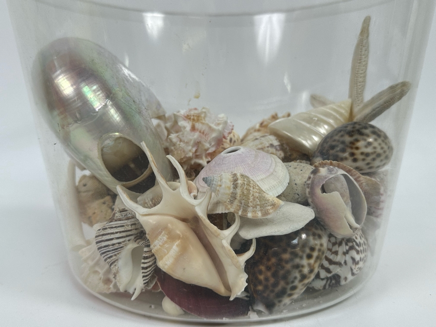 Collection Of Organic Seashells In Clear Plastic Pot [Photo 9]