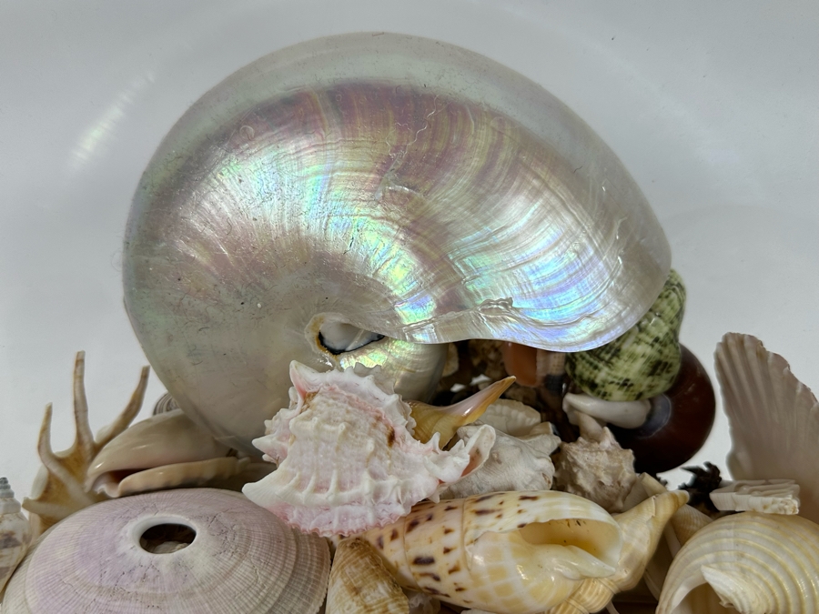 Collection Of Organic Seashells In Clear Plastic Pot [Photo 3]