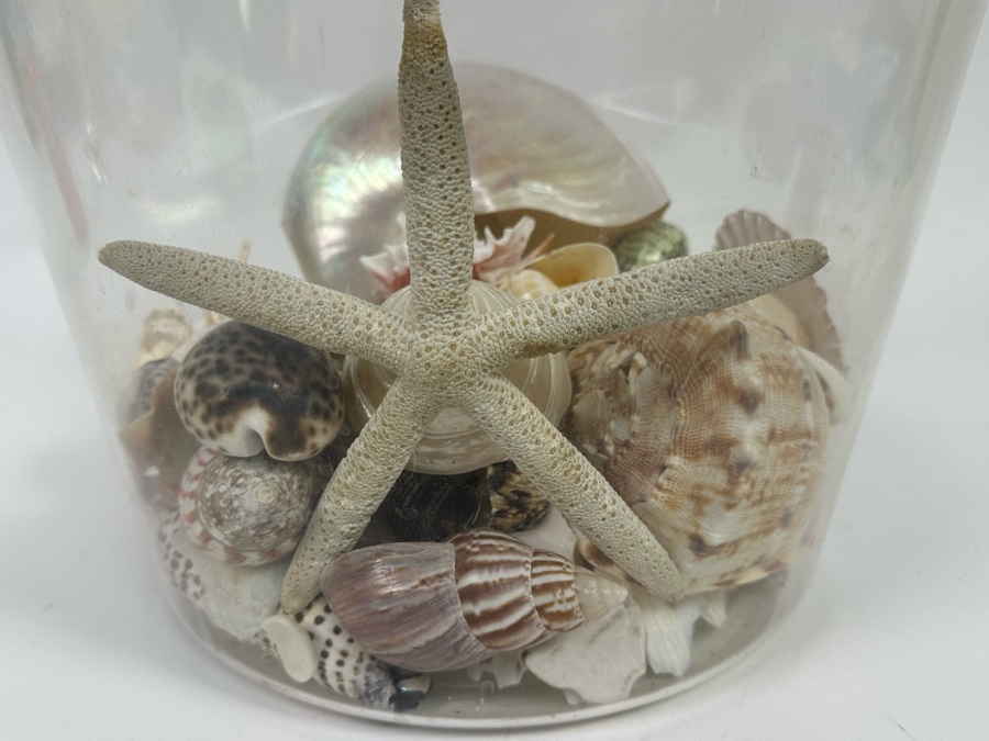Collection Of Organic Seashells In Clear Plastic Pot [Photo 6]