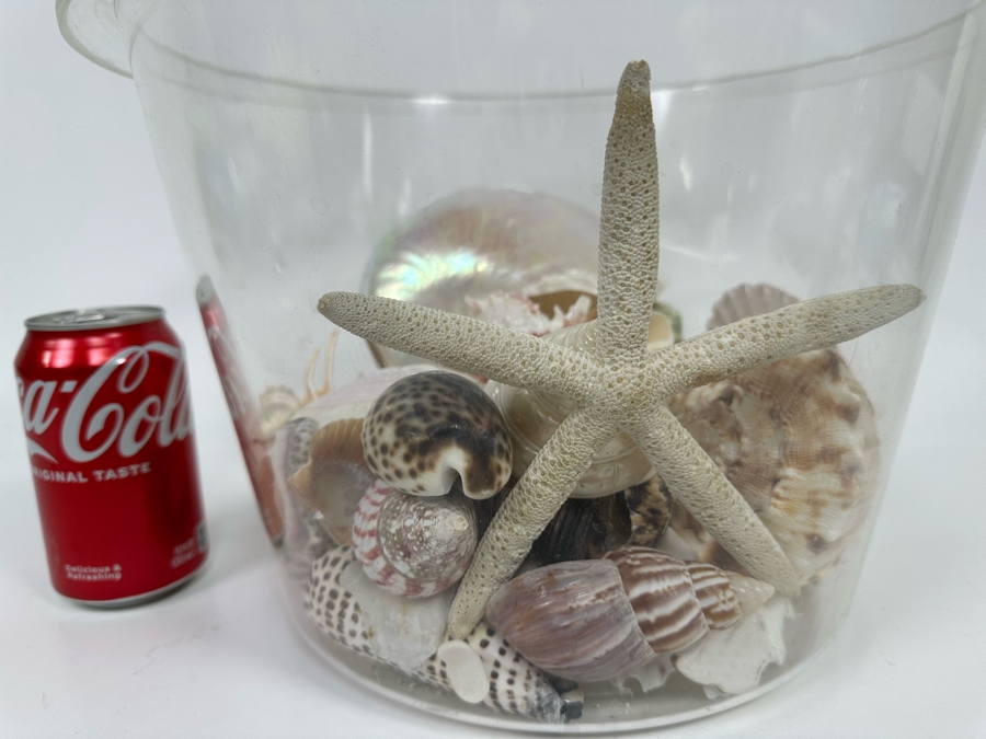 Collection Of Organic Seashells In Clear Plastic Pot [Photo 13]