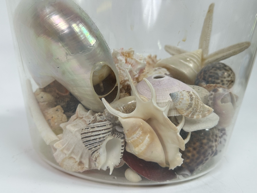 Collection Of Organic Seashells In Clear Plastic Pot [Photo 10]