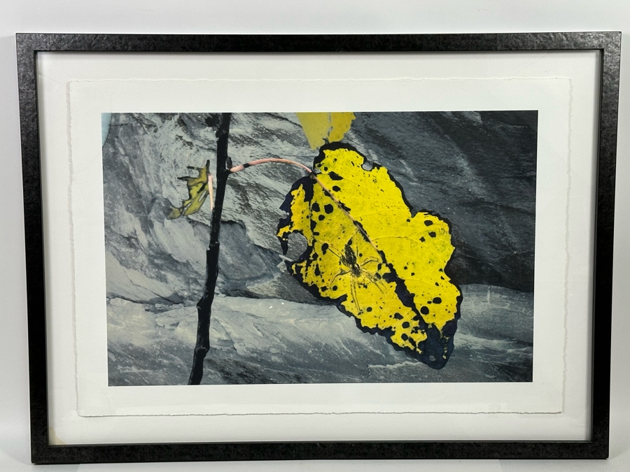 Peter Campus (b. 1947, America) A Spider Waits Archival Iris Limited Edition Print 32W X 22H Framed 38W X 28H [Photo 3]