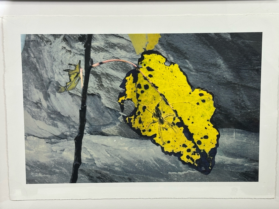 Peter Campus (b. 1947, America) A Spider Waits Archival Iris Limited Edition Print 32W X 22H Framed 38W X 28H [Photo 4]