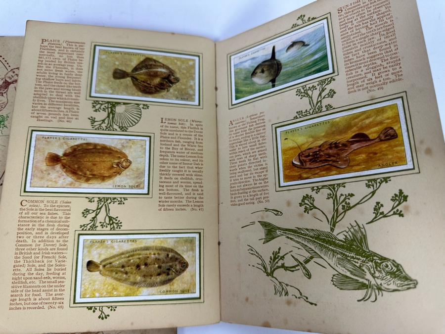 John Player & Sons Great Britain Cigarette Cards: Aircraft Of The Royal Air Force (Complete), Sea Fishes (Missing Several) And Tennis (Incomplete) - See Photos [Photo 14]