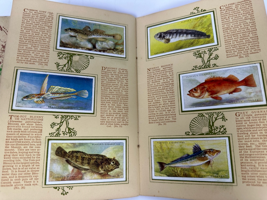 John Player & Sons Great Britain Cigarette Cards: Aircraft Of The Royal Air Force (Complete), Sea Fishes (Missing Several) And Tennis (Incomplete) - See Photos [Photo 12]