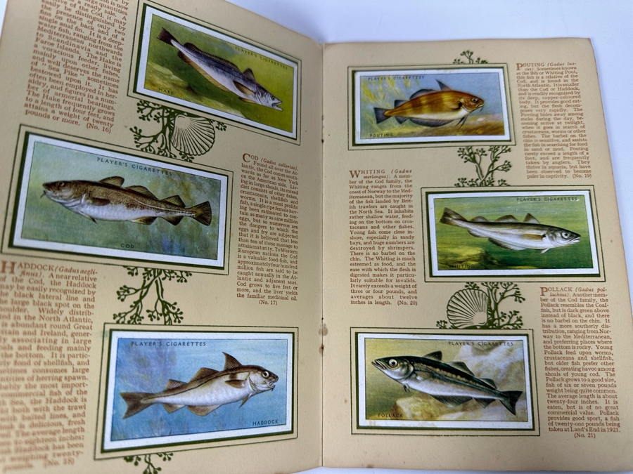 John Player & Sons Great Britain Cigarette Cards: Aircraft Of The Royal Air Force (Complete), Sea Fishes (Missing Several) And Tennis (Incomplete) - See Photos [Photo 9]