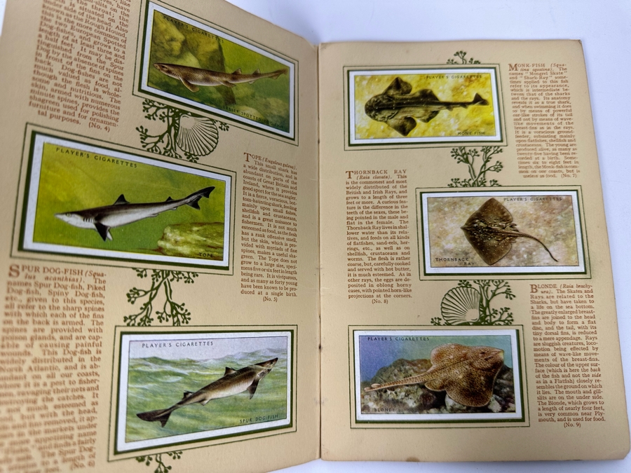 John Player & Sons Great Britain Cigarette Cards: Aircraft Of The Royal Air Force (Complete), Sea Fishes (Missing Several) And Tennis (Incomplete) - See Photos [Photo 7]
