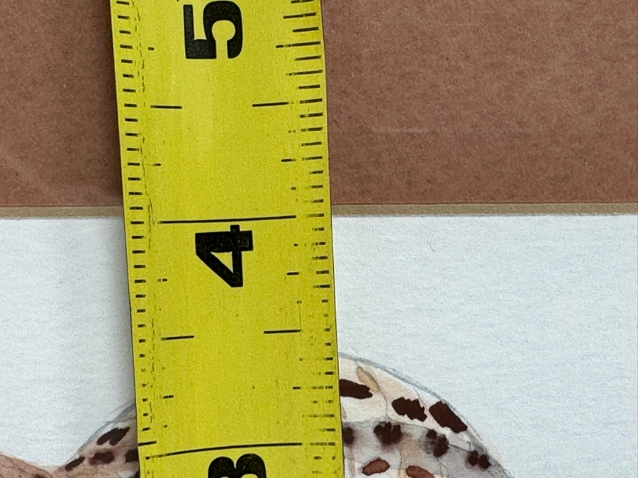 Edna Glasbrenner Original Watercolor Painting On Paper Of Seashell 6 X 4 Framed 13 X 11 [Photo 6]