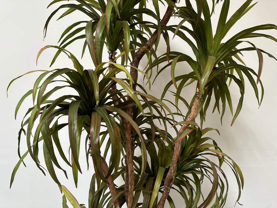 Large Artificial Indoor Tree With Brass Flower Pot 24W X 91H [Photo 7]