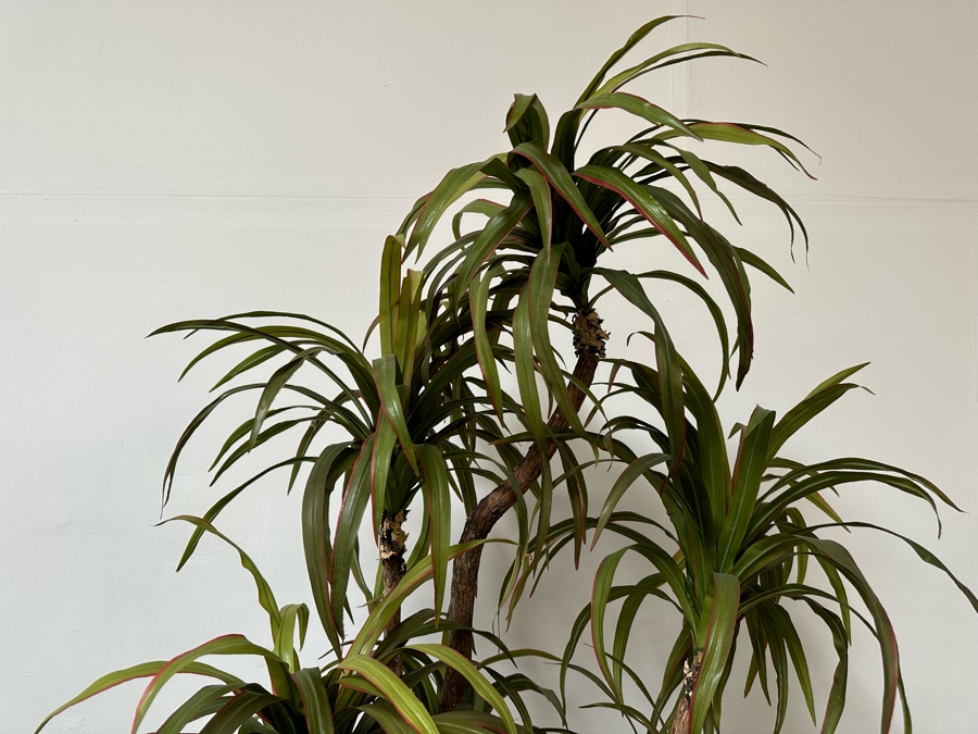 Large Artificial Indoor Tree With Brass Flower Pot 24W X 91H