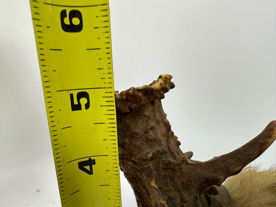Native American Ceremonial Peace Pipe Of Antler Bowl & Tip, Rattlesnake Skin, Rattle & Vertebrae, Deer Leather, Beads, Badger Fur, Trade Beads, Seed Beads, Turkey Feathers 32L Retails $1,500 [Photo 24]