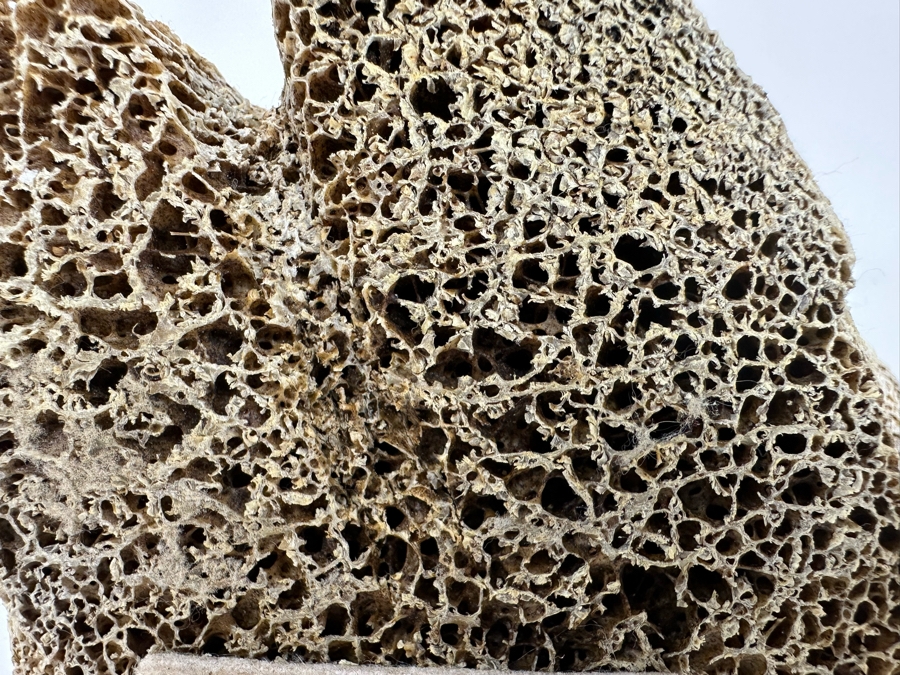 Vintage Inuit Hand Carved Whale Bone Owl Sculpture 6.5W X 5.5D X 10H [Photo 12]