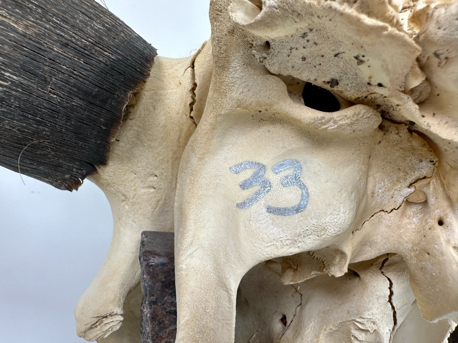 Tim Yanke Hand Painted Cow Skull Sculpture Signed By The Artist With Granite Display Base 22.5W X 15D X 19H [Photo 15]