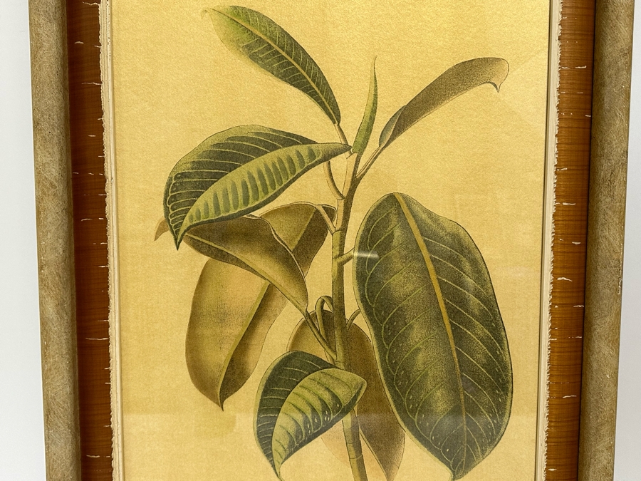 Pair Of Hand Colored Botanical Foliage Prints Nicely Framed 22.5 X 28.5 Retails $1,090 For Pair [Photo 14]