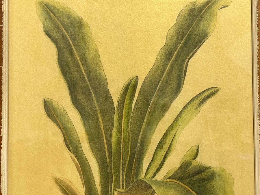 Pair Of Hand Colored Botanical Foliage Prints Nicely Framed 22.5 X 28.5 Retails $1,090 For Pair [Photo 6]