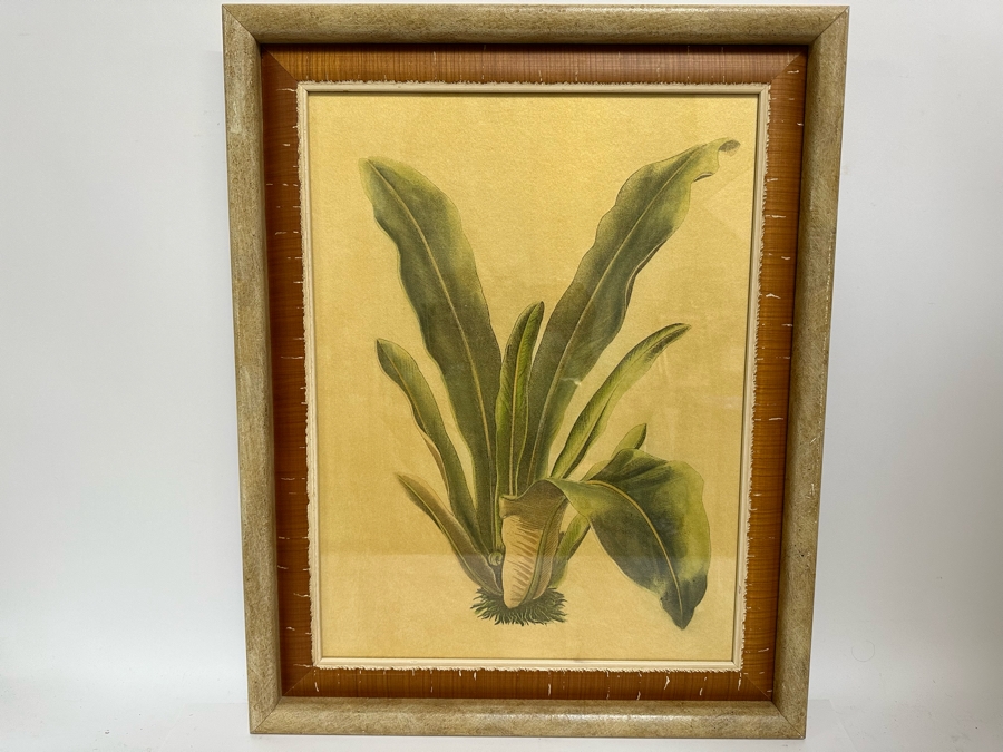 Pair Of Hand Colored Botanical Foliage Prints Nicely Framed 22.5 X 28.5 Retails $1,090 For Pair [Photo 4]