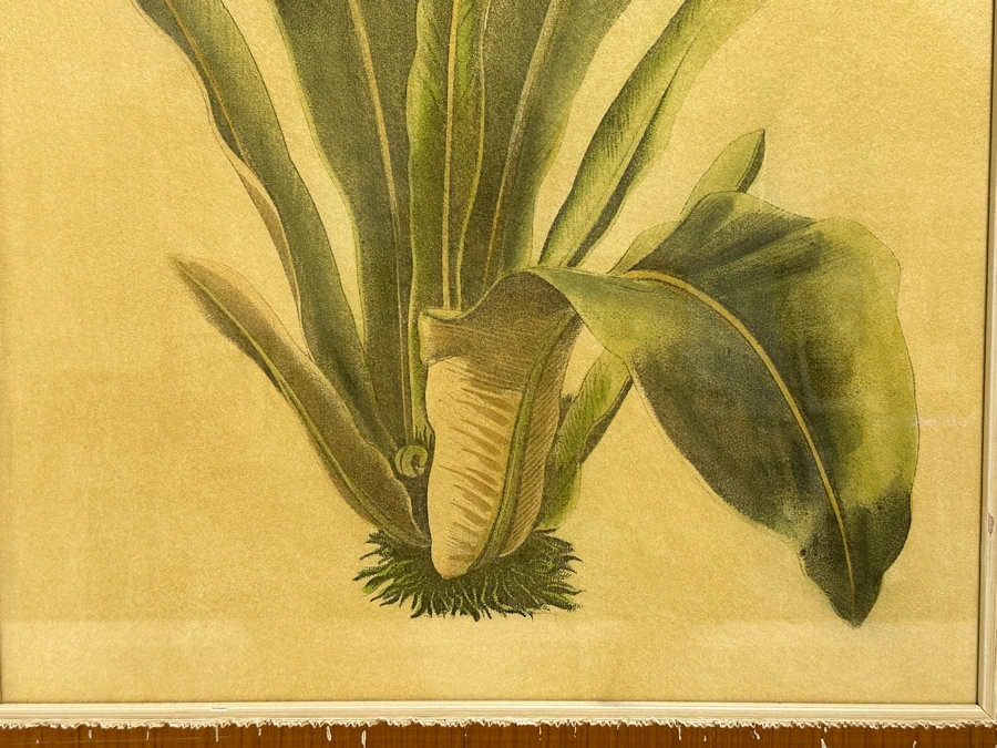 Pair Of Hand Colored Botanical Foliage Prints Nicely Framed 22.5 X 28.5 Retails $1,090 For Pair [Photo 5]