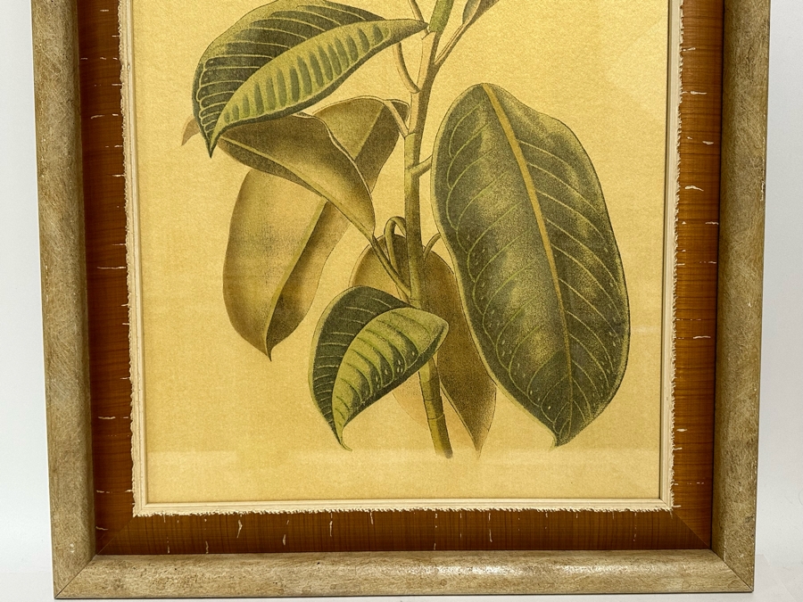 Pair Of Hand Colored Botanical Foliage Prints Nicely Framed 22.5 X 28.5 Retails $1,090 For Pair [Photo 13]