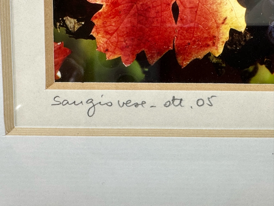 Pair Of Grape Vineyards Photographs Signed Framed 14 X 17 [Photo 5]