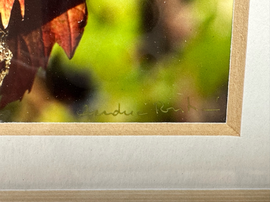 Pair Of Grape Vineyards Photographs Signed Framed 14 X 17 [Photo 4]