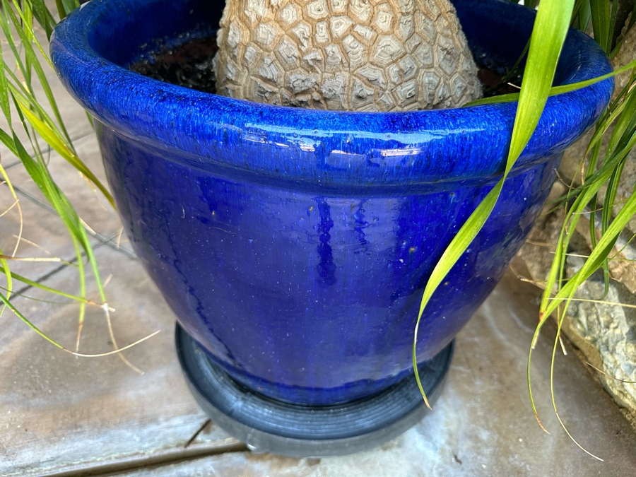 Large Ponytail Palm Tree 92”H In Blue Pot	 [Photo 5]