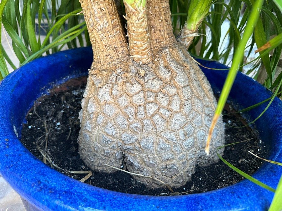 Large Ponytail Palm Tree 92”H In Blue Pot	 [Photo 4]