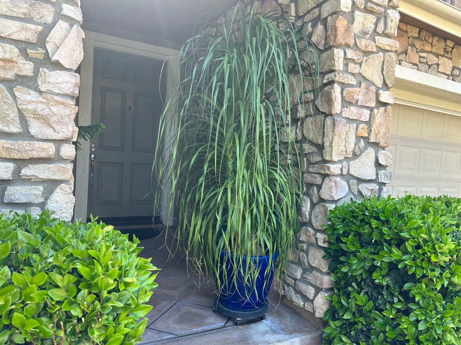 Large Ponytail Palm Tree 92”H In Blue Pot	 [Photo 3]