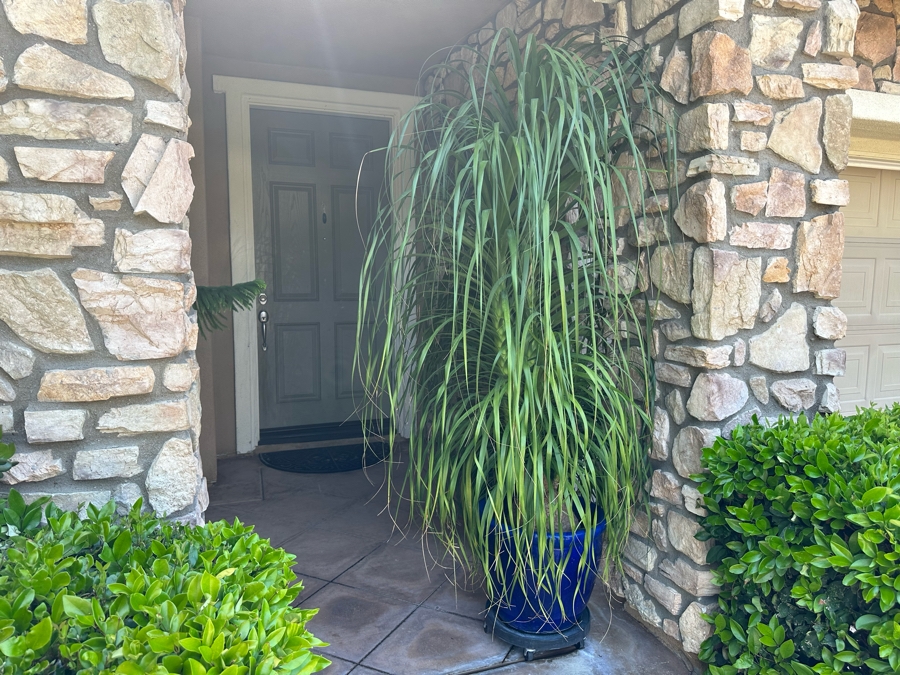Large Ponytail Palm Tree 92”H In Blue Pot	